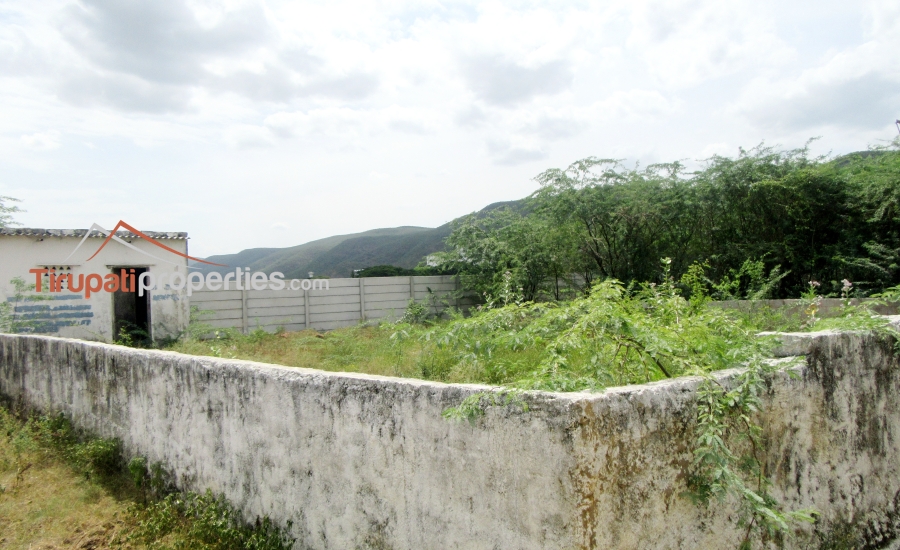 100 Anks East Facing #PlotforSale Near S.V Engg College Karkambadi Road, #Tirupati
